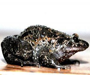 An 'extinct' frog makes a comeback in Israel