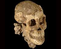 Portions of human skeletal structure were established millions of years earlier than previously thought,