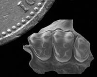 Ancient Anthropoid Origins Discovered In Africa