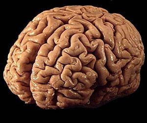 How the brain makes memories: Rhythmically!