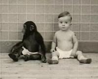 Duplications of noncoding DNA could help explain human-primate split