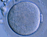 Single Chinese woman sues over egg freezing
