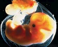 U.K. regulators give the go ahead to modify human embryos