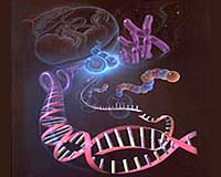 First Map Of Structural Variation In The Human Genome Under Construction