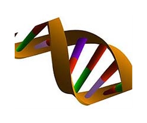New Approach Tracks Evolution's Footprints In Human Genome
