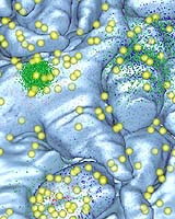 New Techniques Study The Brain's Chemistry, Neuron By Neuron