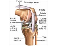 Grape consumption may offer benefits for symptomatic knee osteoarthritis