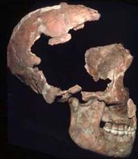 Oldest Fossil Human Protein Ever Sequenced