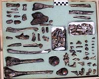Fossils Push Human Emergence Back To 195,000 Years Ago