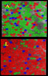 Color Perception Is Not In The Eye Of The Beholder: It's In The Brain