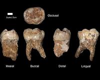 400,000-year-old dental tartar provides earliest evidence of manmade pollution
