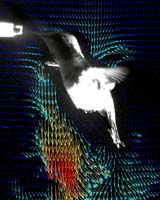 Hummingbird Flight An Evolutionary Marvel