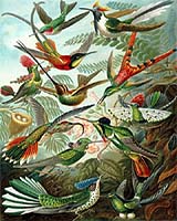 Despite Their Heft Many Dinosaurs Had Surprisingly Tiny Genomes