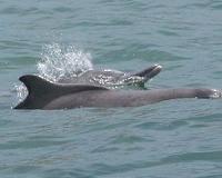 Taiwan sets up sanctuary for endangered humpback dolphin