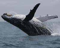 Study: To save Earth, protect the largest species