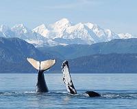UB psychologist proposes whales use song as sonar