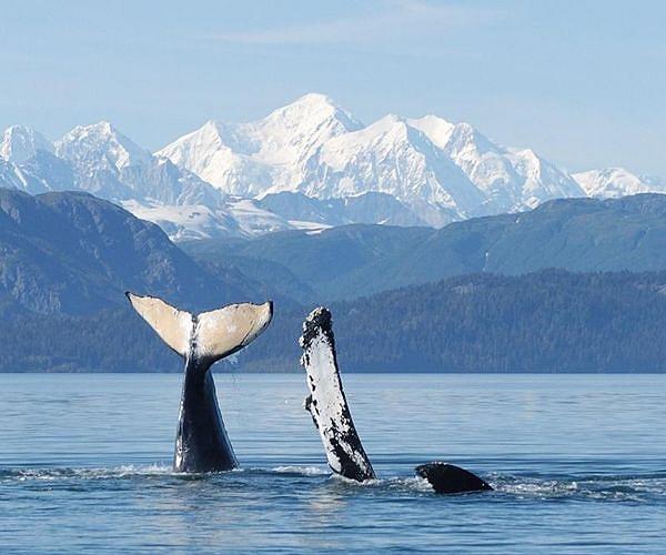 New Techniques Enhance Autonomous Whale Tracking and Rendezvous
