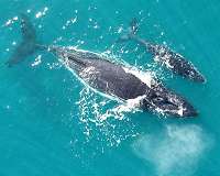 'Whispering' keeps humpbacks safe from killer whales, study finds