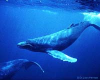 Warbling Whales Speak A Language All Their Own