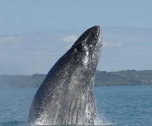 Southern Indian Ocean humpbacks singing different tunes
