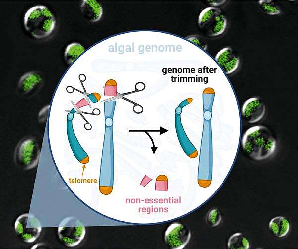 Genome scalpel invented for industrial microalgae to efficiently turn CO2 into biofuel