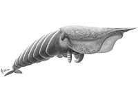 Fossil Fragments Reveal 500-Million-Year-Old Monster Predator