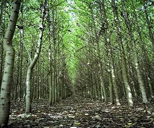 Wake Up And Smell The Willow
