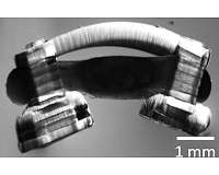 Spinal cord gives bio-bots walking rhythm