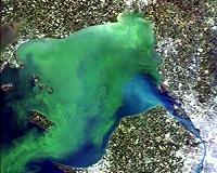 Dynamic dead zones alter fish catches in Lake Erie