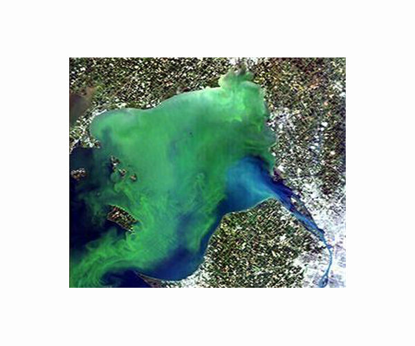 NOAA predicts mild to moderate algal bloom for western Lake Erie