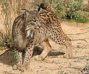 Current efforts will not save the world's most endangered cat