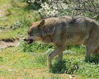 France to step up wolf culls as population surges