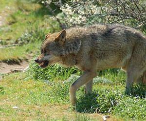 Wolf found in Netherlands, first for 150 years