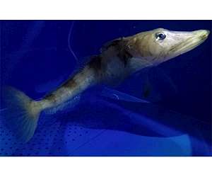 Data paper describes Antarctic biodiversity data gathered by 90 expeditions since 1956