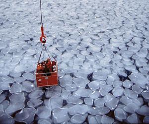 Why Antarctic sea ice cover has increased under the effects of climate change