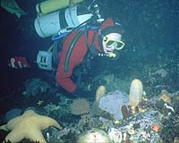 Seafloor Creatures Destroyed By Ice Action During Ice Ages