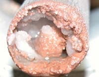 Greenland Ice Core Project Yields Probable Ancient Plant Remains