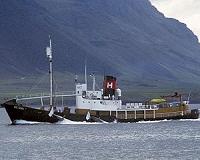 Iceland sets whaling quotas despite falling profits