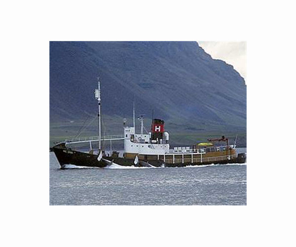 Iceland's only whaler says unlikely to hunt this year