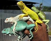 Newly discovered black iguana species in Caribbean is endangered