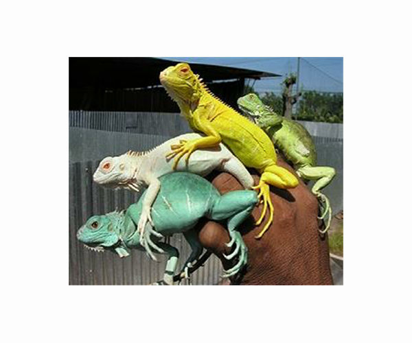 Florida weather forecast: chilly with a chance of iguanas