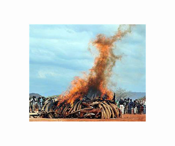 Vietnam seizes seven tonnes of ivory from Angola
