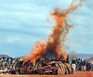 Kenyan premier appeals for aid in poaching menace