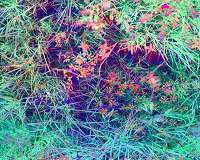 New technology has bright prospects for understanding plant biodiversity