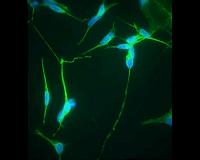Researchers create living bio-hybrid system