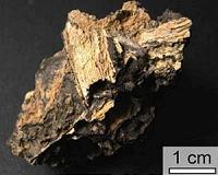 Impact glass stores biodata for millions of years