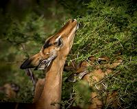 Yale biologist reveals how plants grow thorns