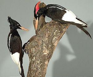Cornell researchers discover only recorded flight of lost imperial woodpecker