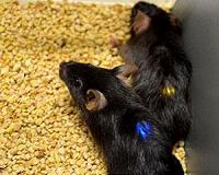 Implantable wireless devices can trigger and block pain signals