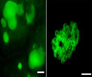 Scientists Identify Key Genes for Increasing Oil Content in Plant Leaves